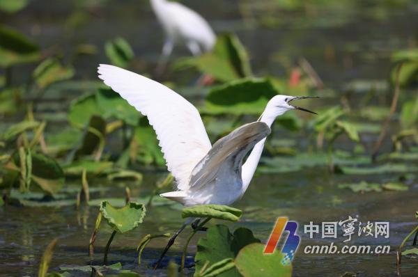 東銭湖に生息するサギ